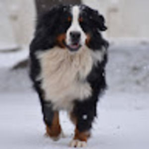 Meet your Posher, Brookwood